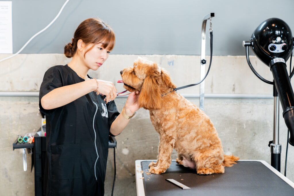 Modern Sydney pet store interior with aisles of dog food, cat supplies, pet toys, and accessories, under exposed ceiling pipes and decorative string lights."